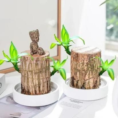 Euro Trendz Brazilian wood plant Pack of 2
