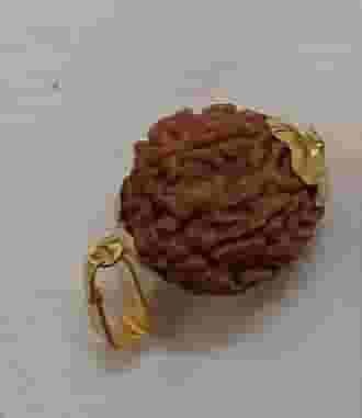 Euro Trendz 7 mukhi Rudraksha