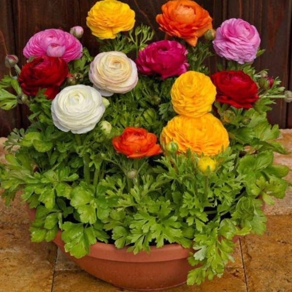 Euro Trendz Ranunculus Seeds